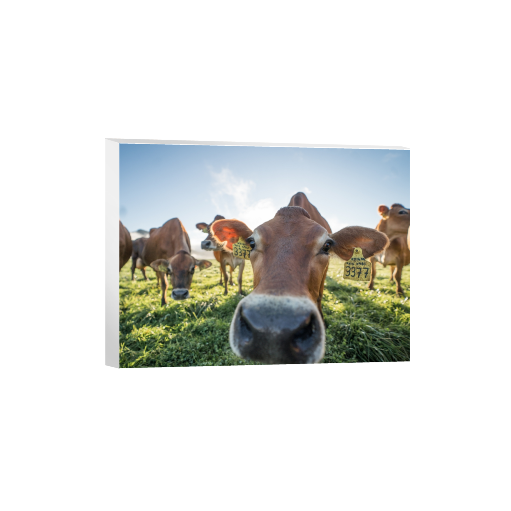canvas_rectangle3_4_439_0_3441_2581_0.png