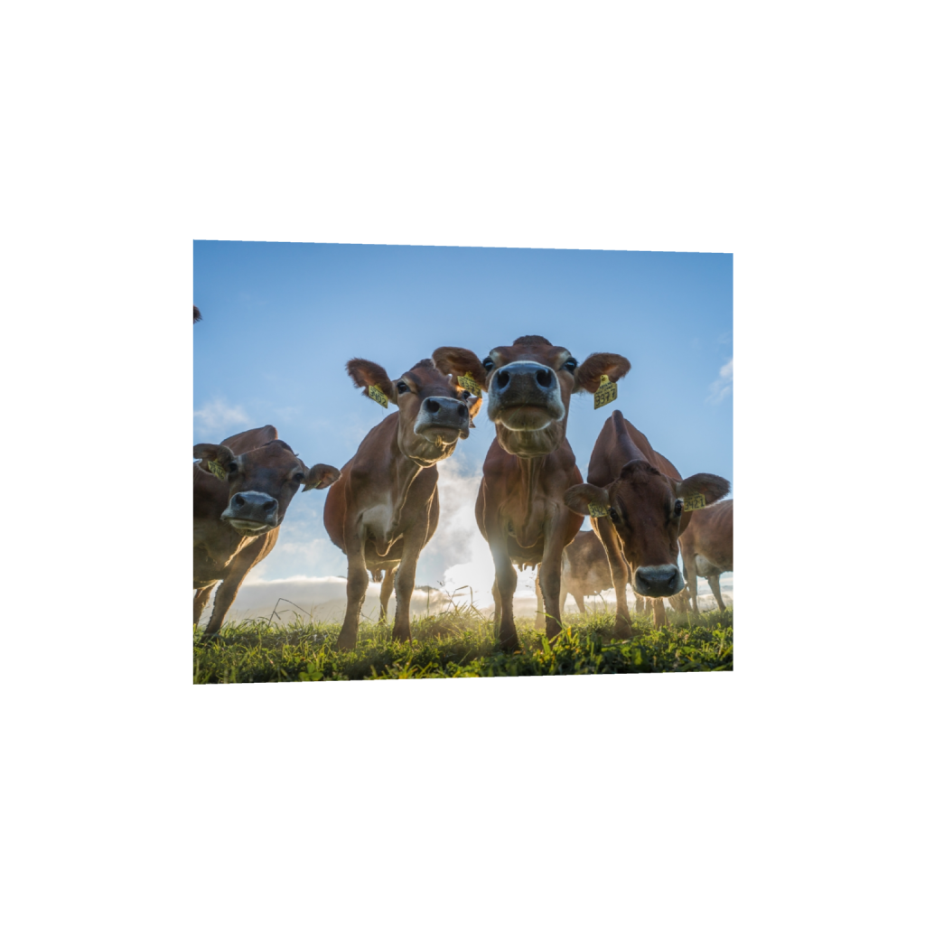 fineartprints_rectangle4_5_320_0_2965_2372_0.png