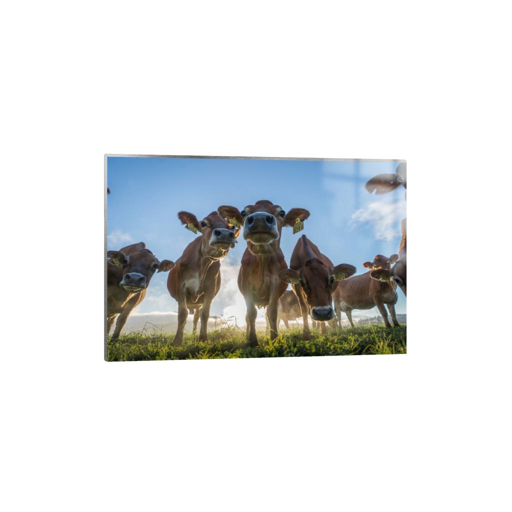 metalprint_rectangle2_3_328_0_3558_2372_0.png