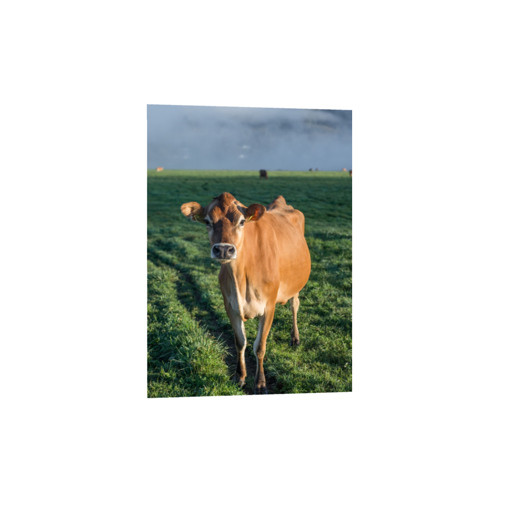fineartprints_rectangle5_7_0_258_2581_3613_0.png