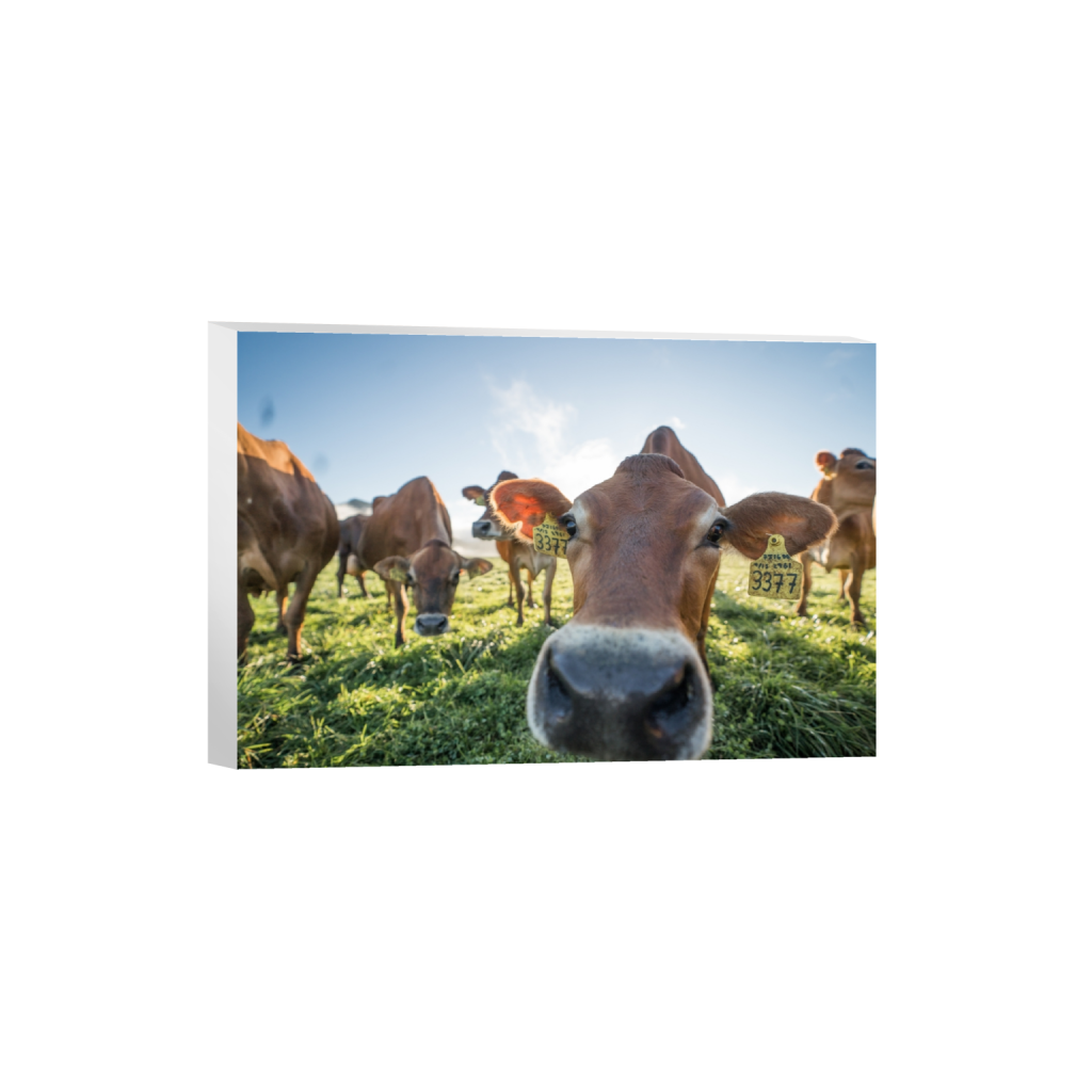 canvas_rectangle2_3_0_0_3871_2581_0.png