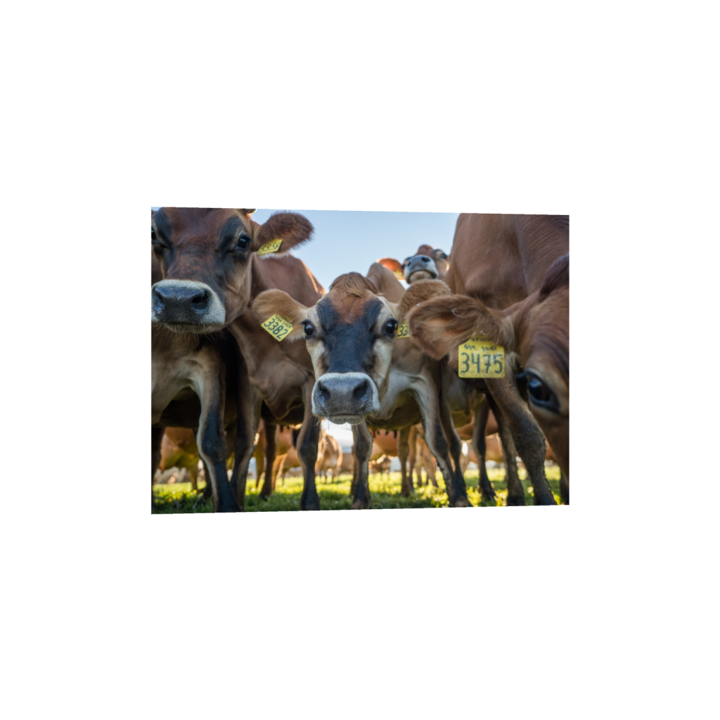 fineartprints_rectangle5_7_0_0_3613_2581_0.png