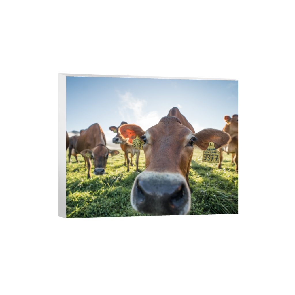 canvas_rectangle4_5_529_0_3226_2581_0.png