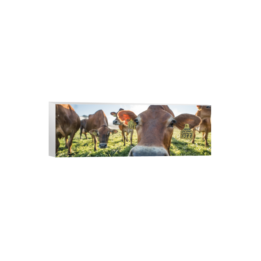 canvas_rectangle1_3_0_722_3872_1290_0.png