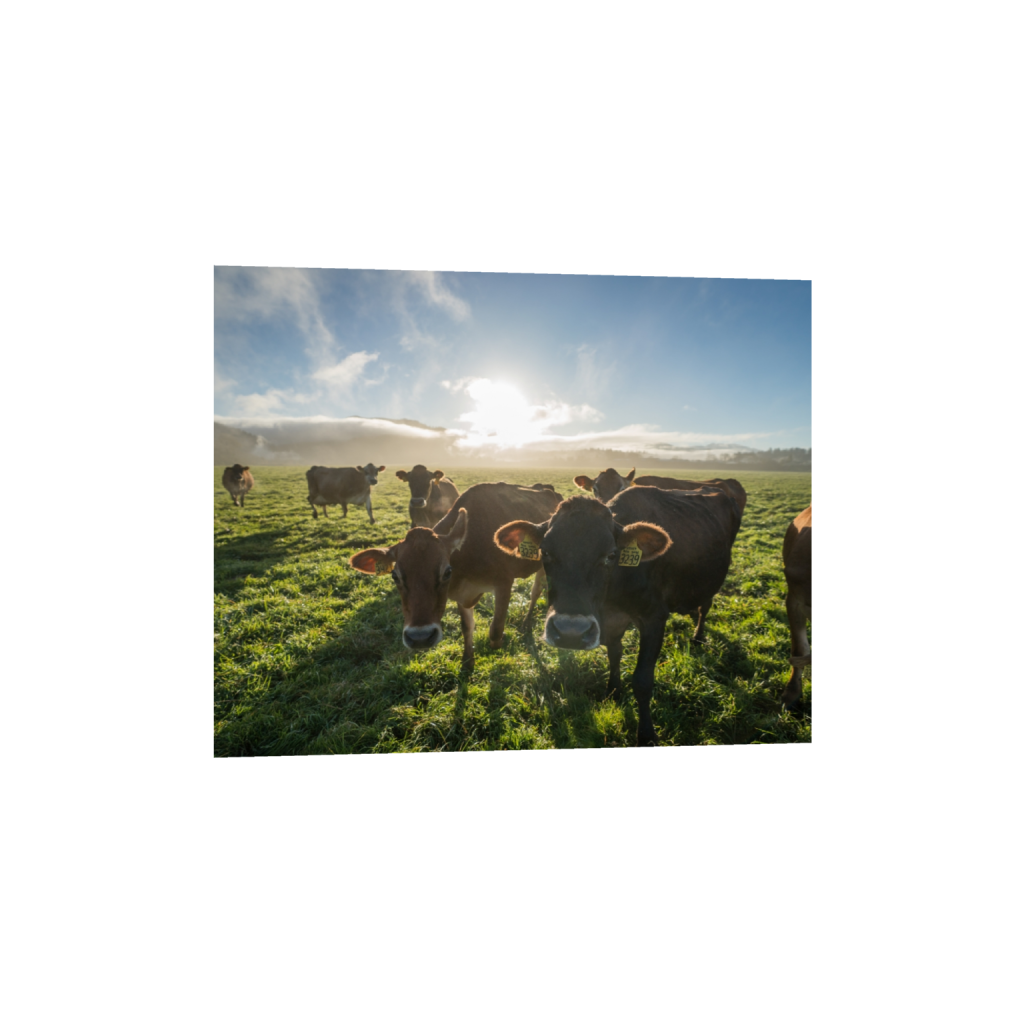 fineartprints_rectangle4_5_322_0_3226_2581_0.png
