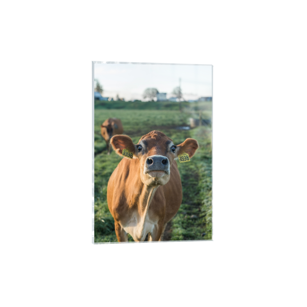 acrylicprint_rectangle2_3_0_0_2581_3871_0.png
