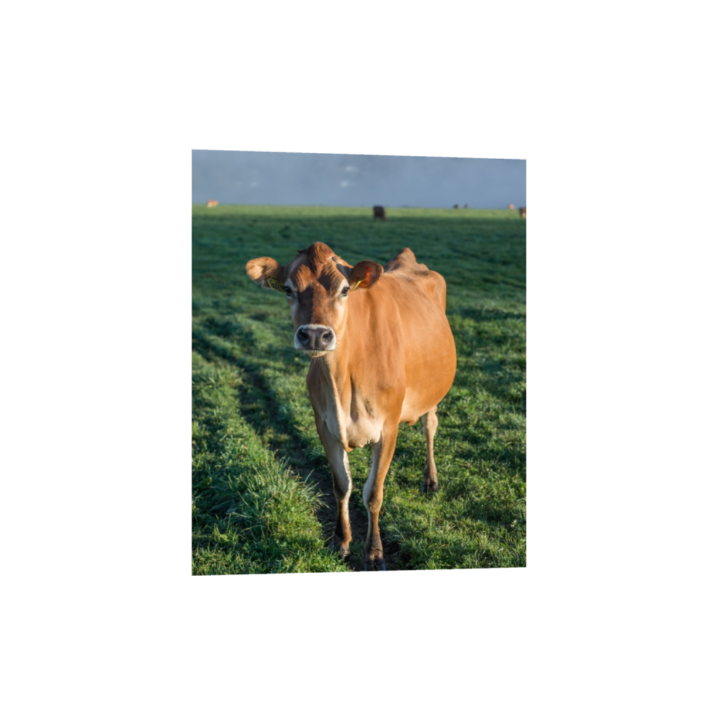 fineartprints_rectangle4_5_0_646_2581_3226_0.png