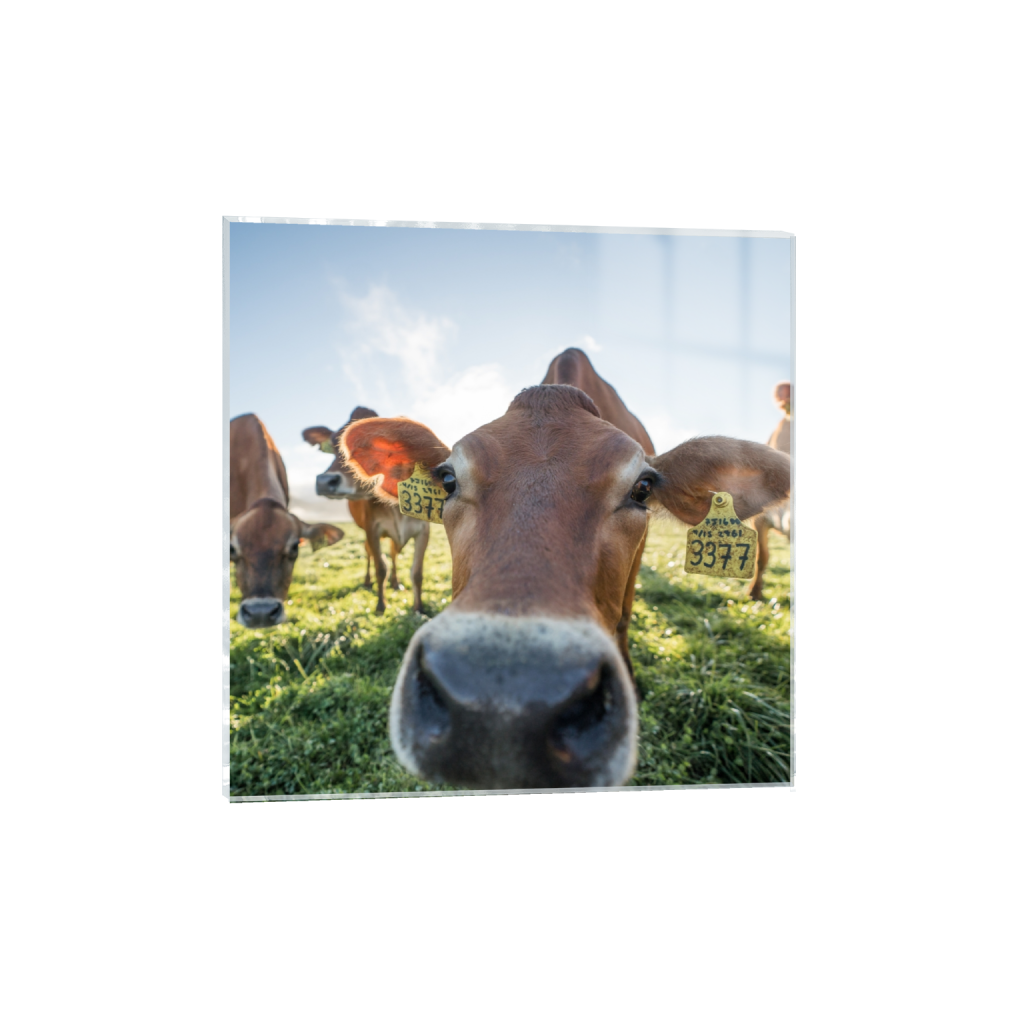 acrylicprint_square_980_0_2581_2581_0.png