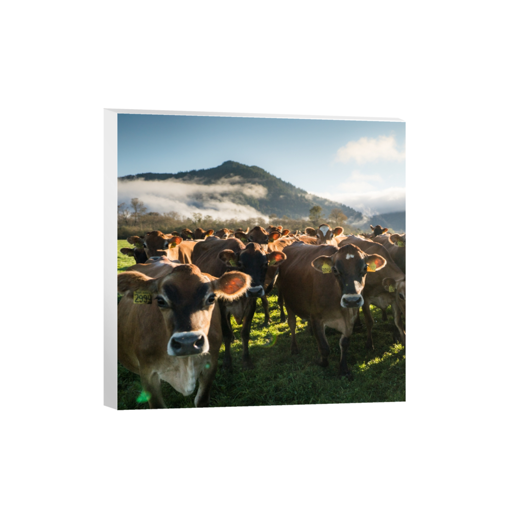 canvas_square_0_0_2372_2372_0.png