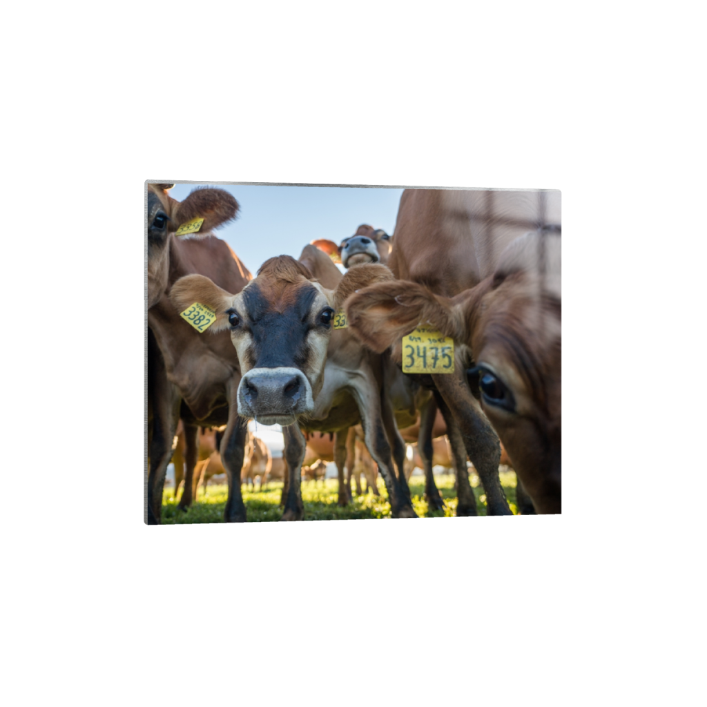 metalprint_rectangle4_5_658_0_3226_2581_0.png
