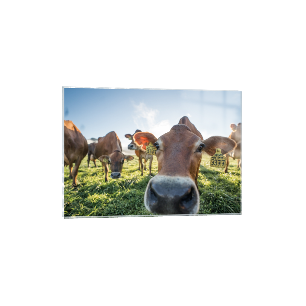 acrylicprint_rectangle5_7_129_0_3613_2581_0.png