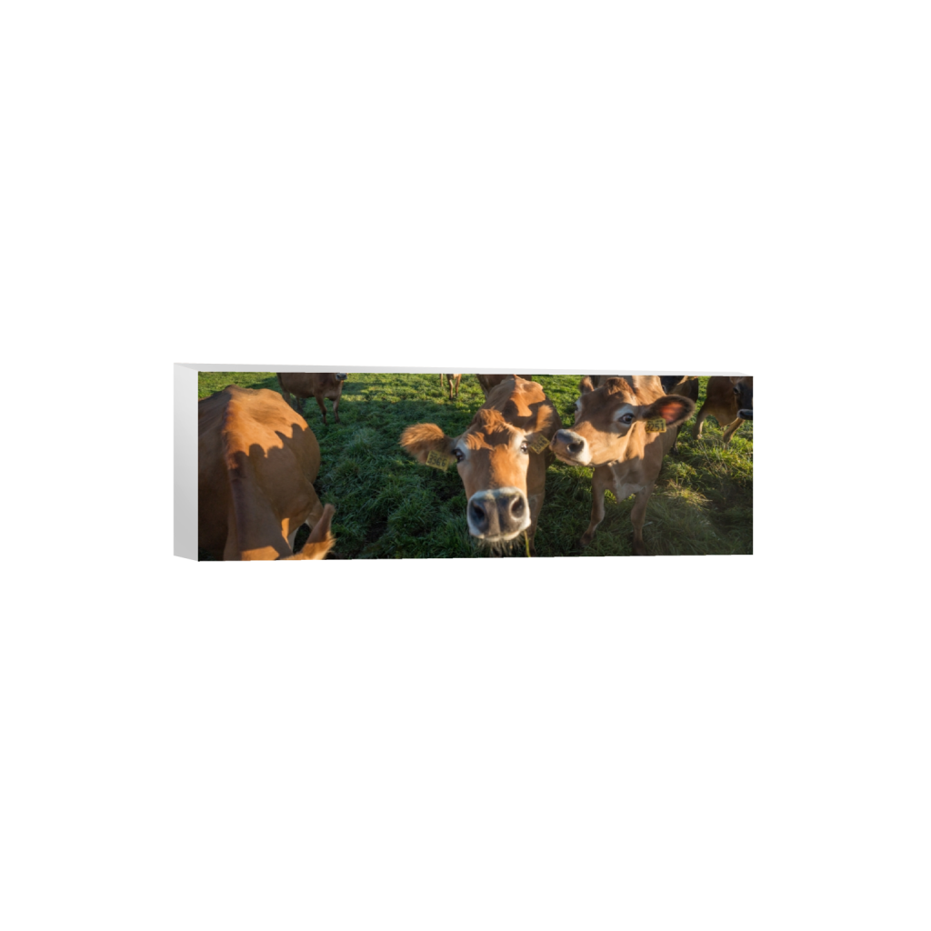 canvas_rectangle1_3_0_1174_3872_1290_0.png