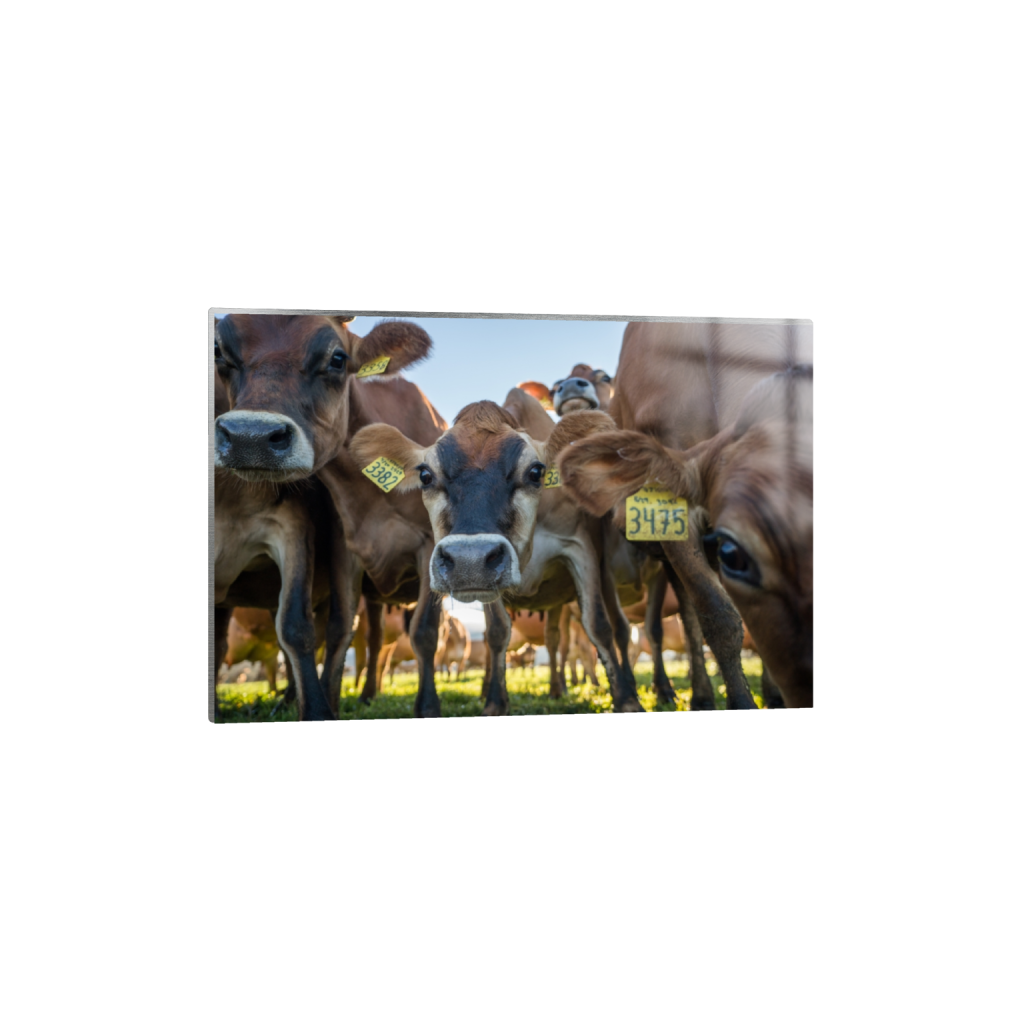 metalprint_rectangle2_3_0_0_3871_2581_0.png