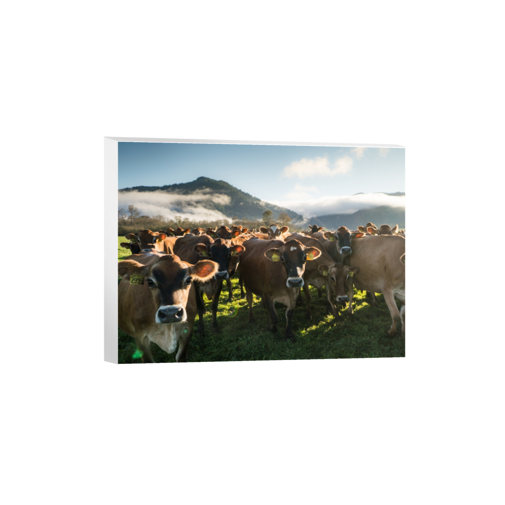 canvas_rectangle3_4_0_0_3162_2372_0.png