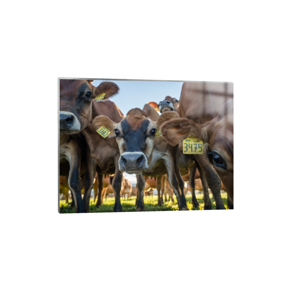 metalprint_rectangle3_4_215_0_3441_2581_0.png