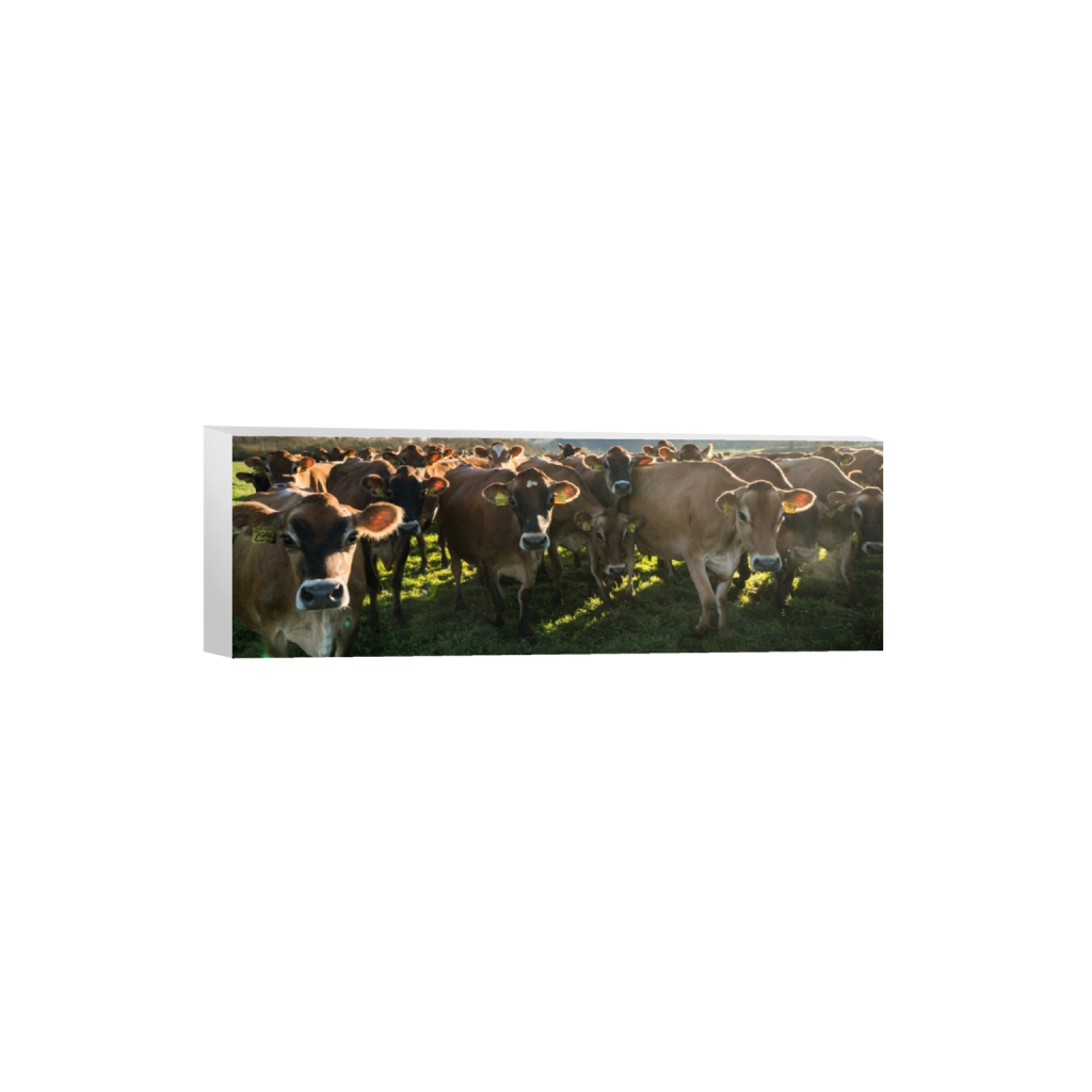 canvas_rectangle1_3_0_843_4215_1405_0.png