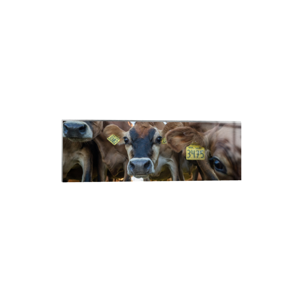 metalprint_rectangle1_3_0_619_3872_1290_0.png