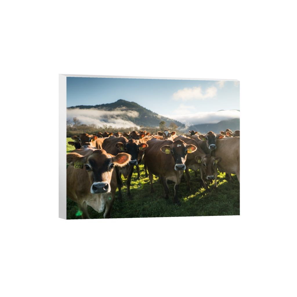 canvas_rectangle4_5_0_0_2965_2372_0.png