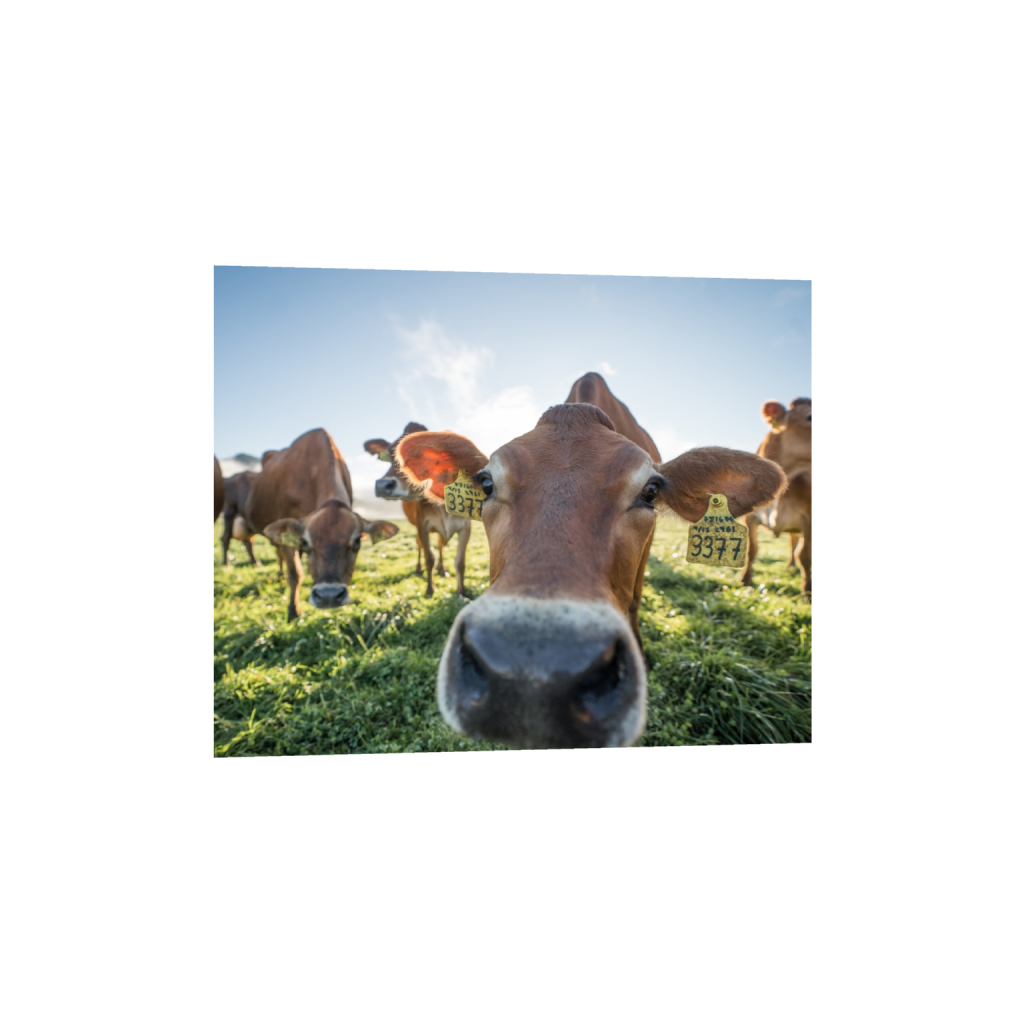 fineartprints_rectangle4_5_529_0_3226_2581_0.png
