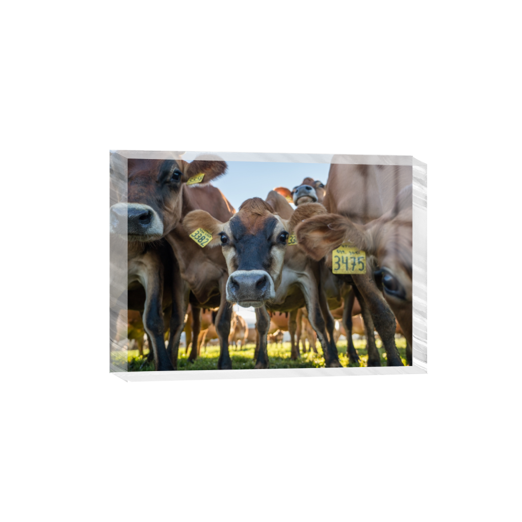 acrylicdesktopprint_rectangle5_7_0_0_3613_2581_0.png