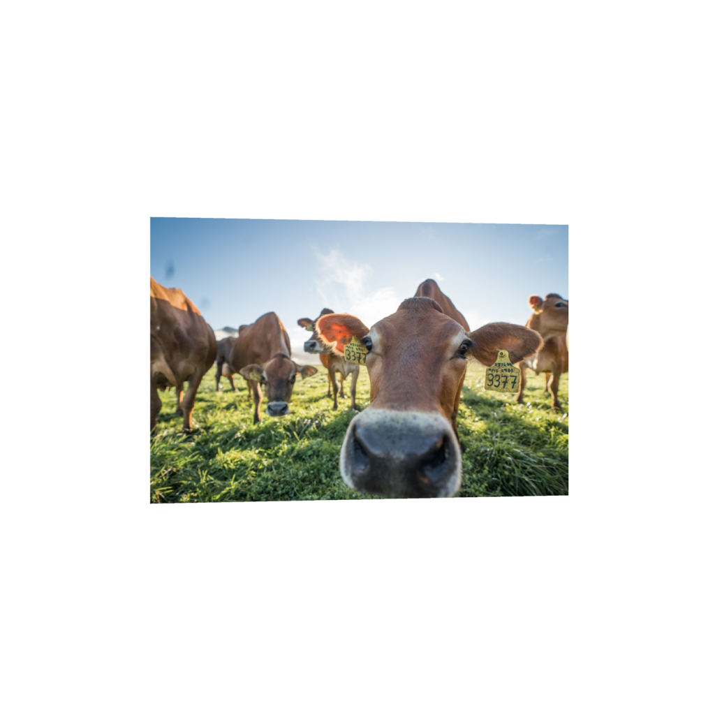 fineartprints_rectangle2_3_0_0_3871_2581_0.png