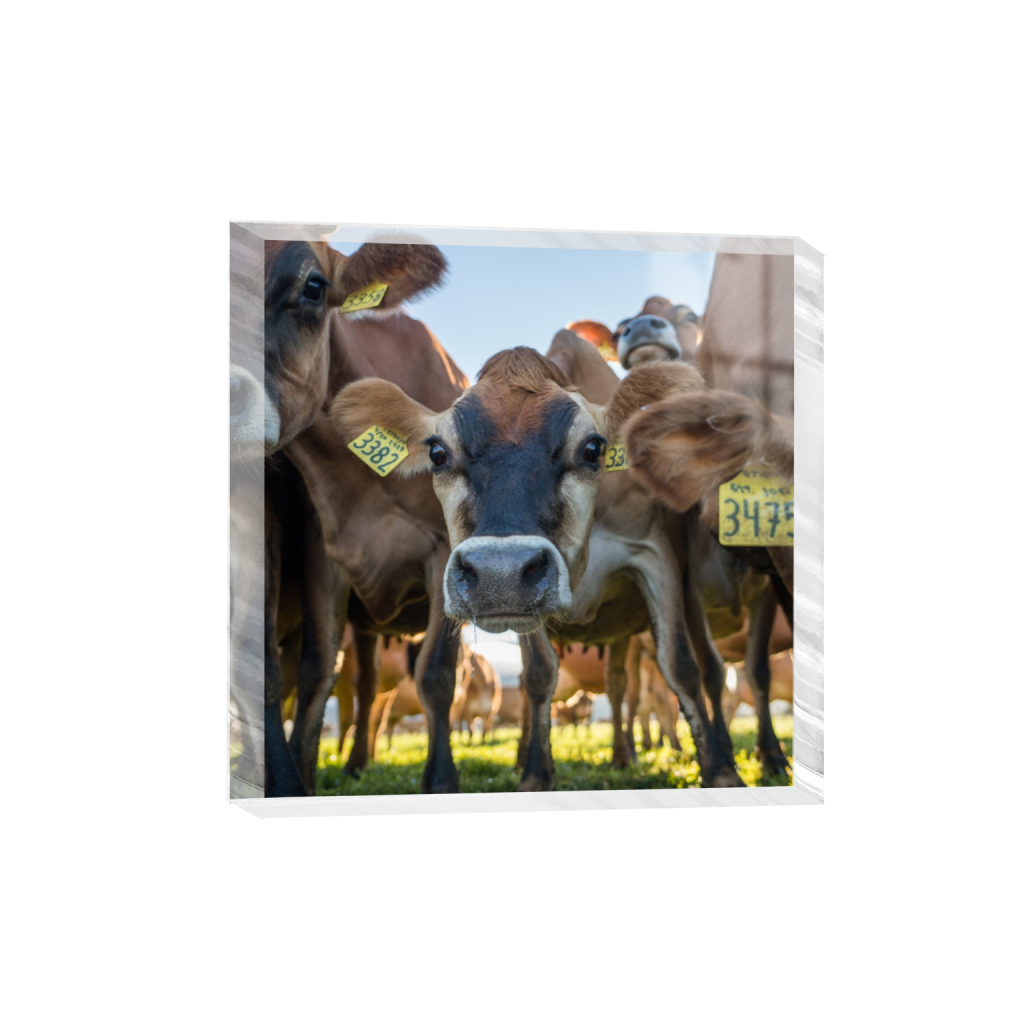 acrylicdesktopprint_square_387_0_2581_2581_0.png