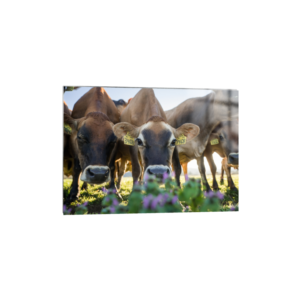 metalprint_rectangle5_7_0_0_3613_2581_0.png