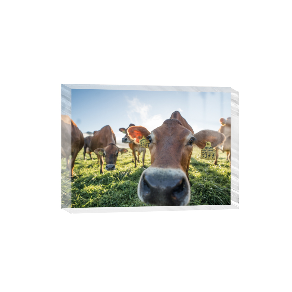 acrylicdesktopprint_rectangle5_7_129_0_3613_2581_0.png