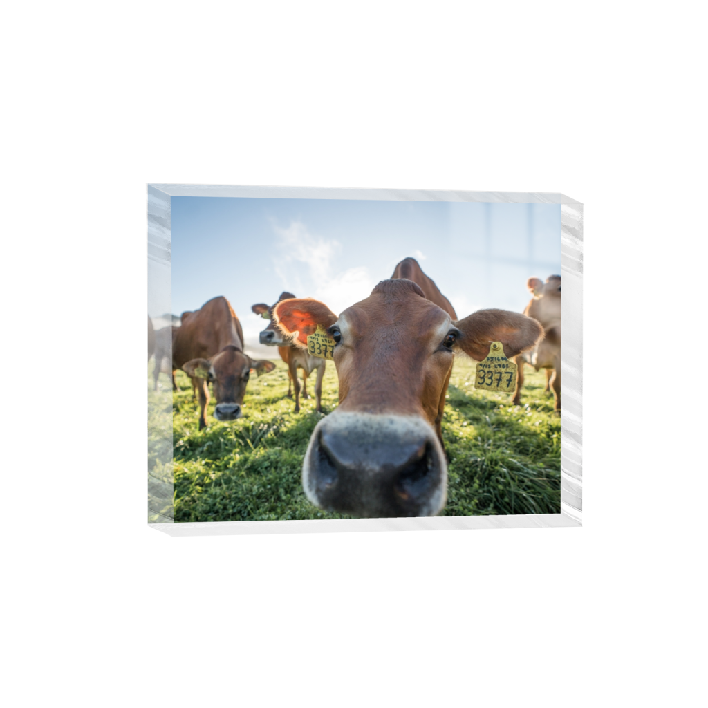 acrylicdesktopprint_rectangle4_5_529_0_3226_2581_0.png