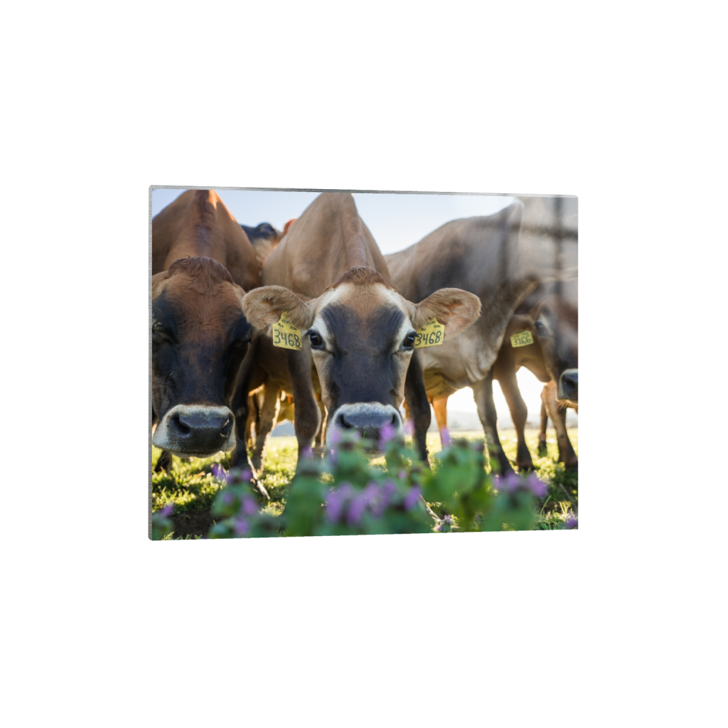 metalprint_rectangle4_5_322_0_3226_2581_0.png