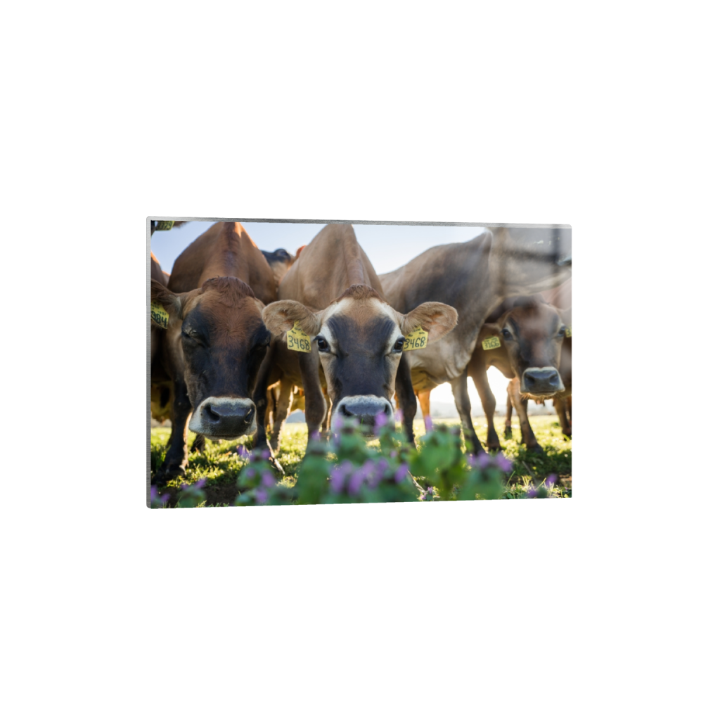 metalprint_rectangle2_3_0_0_3871_2581_0.png