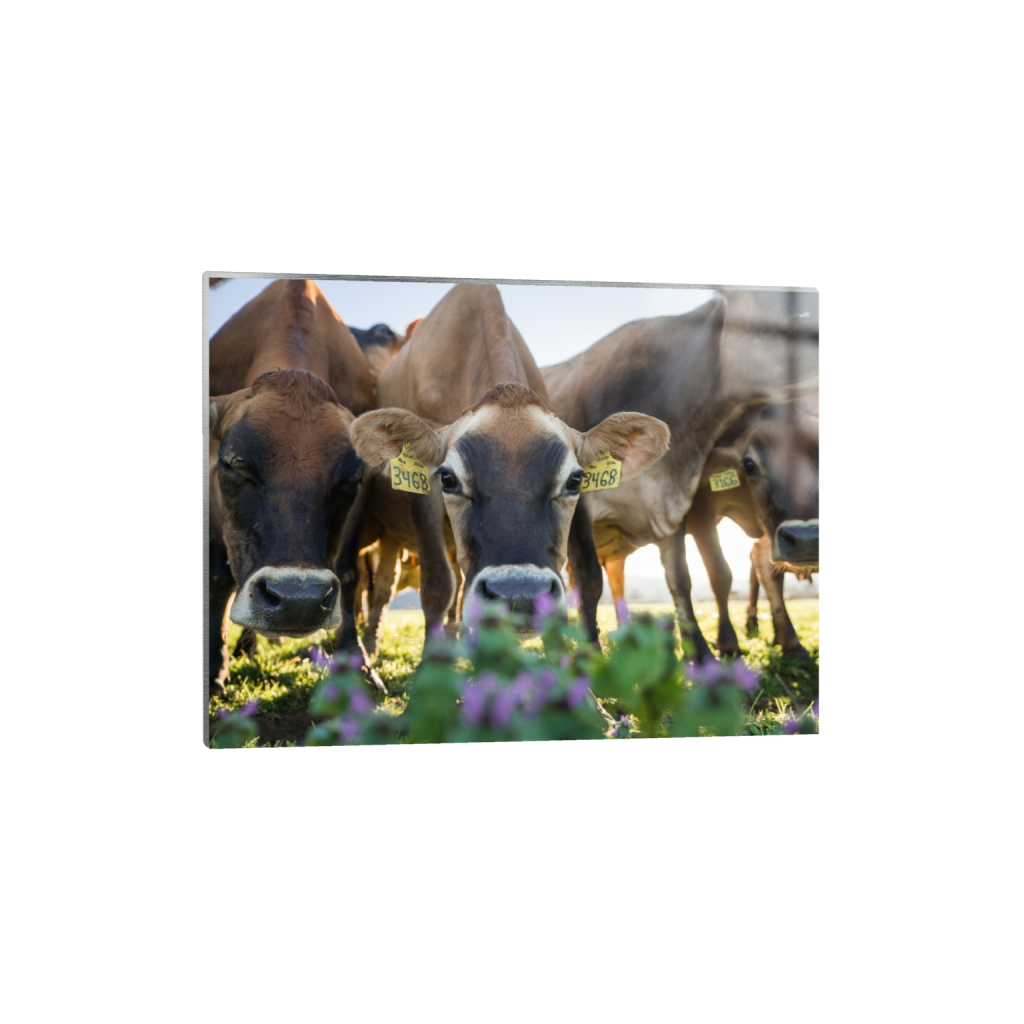 metalprint_rectangle3_4_215_0_3441_2581_0.png