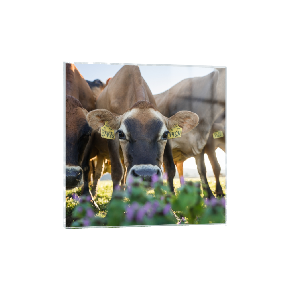acrylicprint_square_645_0_2581_2581_0.png