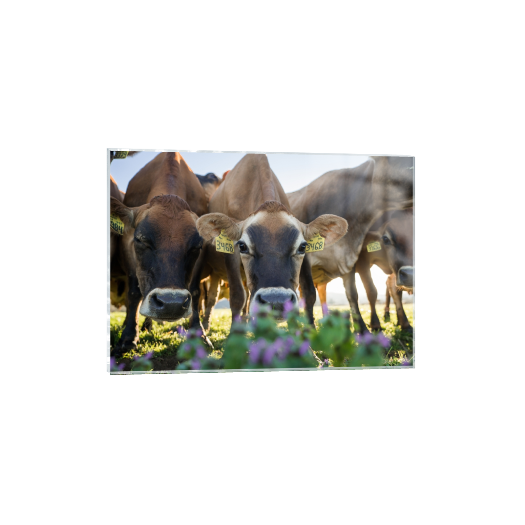 acrylicprint_rectangle5_7_0_0_3613_2581_0.png