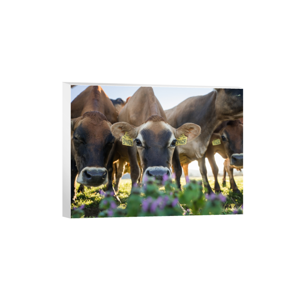 canvas_rectangle3_4_215_0_3441_2581_0.png