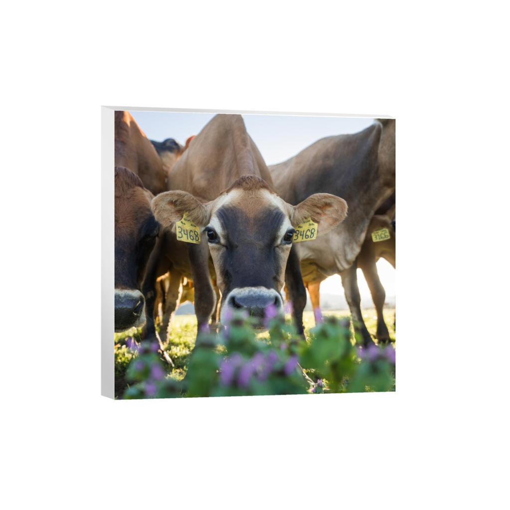 canvas_square_645_0_2581_2581_0.png
