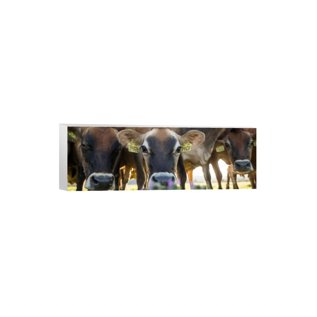 canvas_rectangle1_3_0_658_3872_1290_0.png