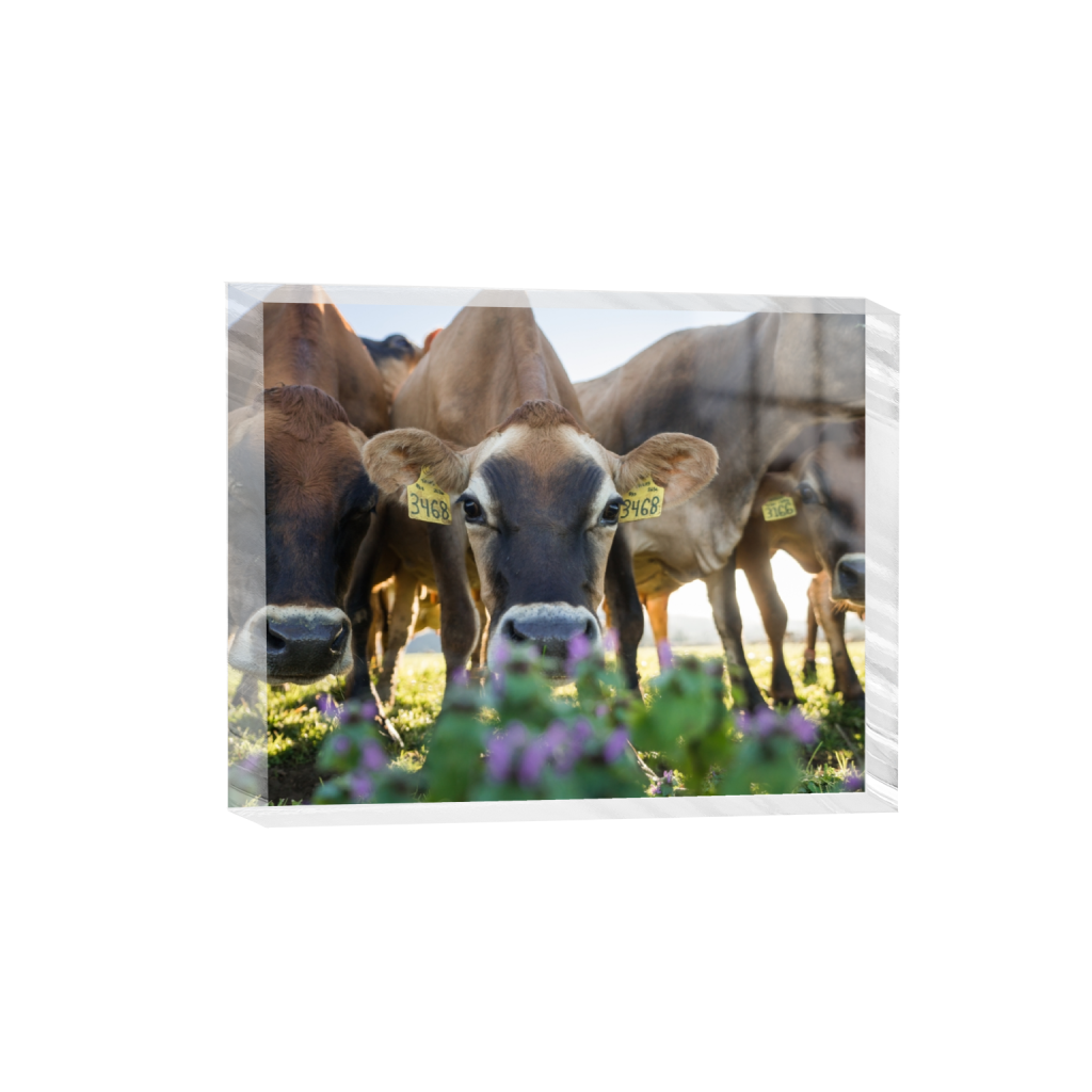 acrylicdesktopprint_rectangle4_5_322_0_3226_2581_0.png