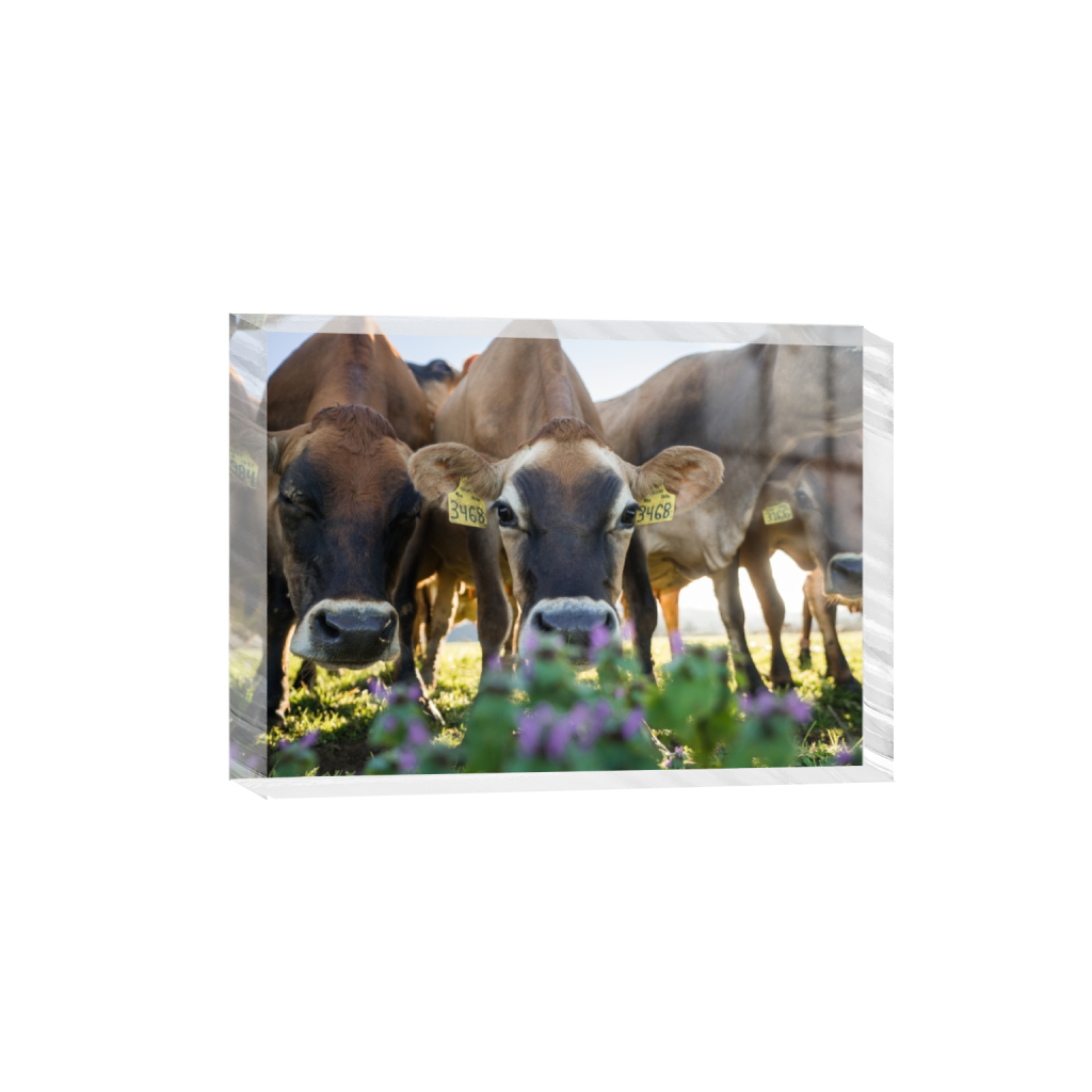 acrylicdesktopprint_rectangle5_7_0_0_3613_2581_0.png