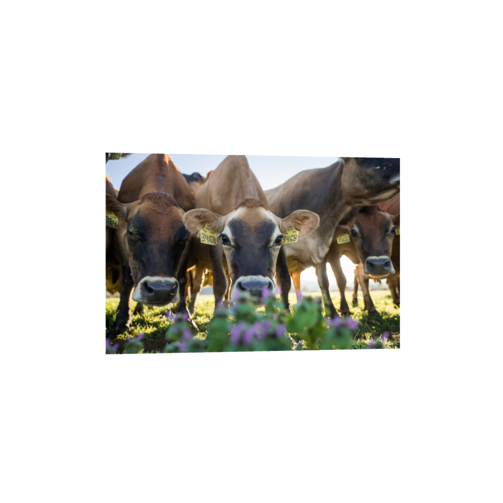 fineartprints_rectangle2_3_0_0_3871_2581_0.png