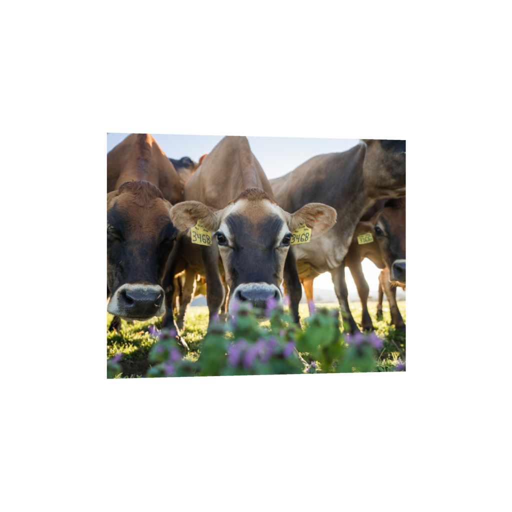fineartprints_rectangle4_5_322_0_3226_2581_0.png