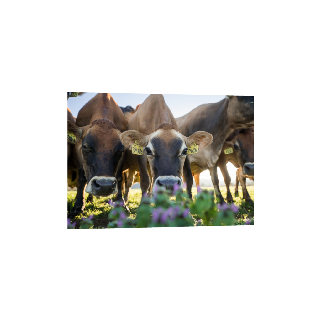 fineartprints_rectangle5_7_0_0_3613_2581_0.png