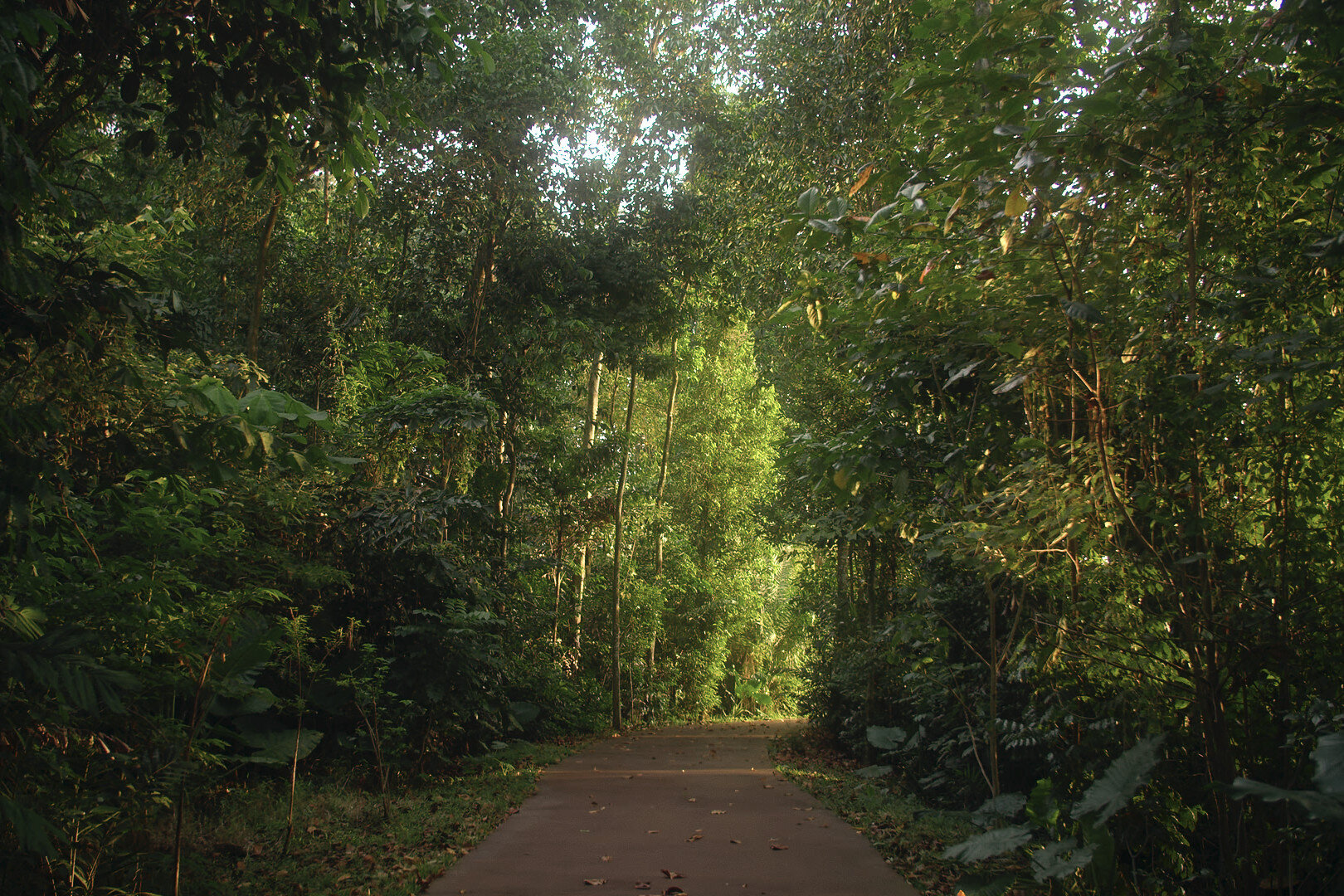 Fun Fact 2:
The Sungei Buloh area, comprising some 457 ha of mangrove swamp, was designated a forest reserve as early as 1890. It held this status until 1938, after which it was gradually developed for farming use.