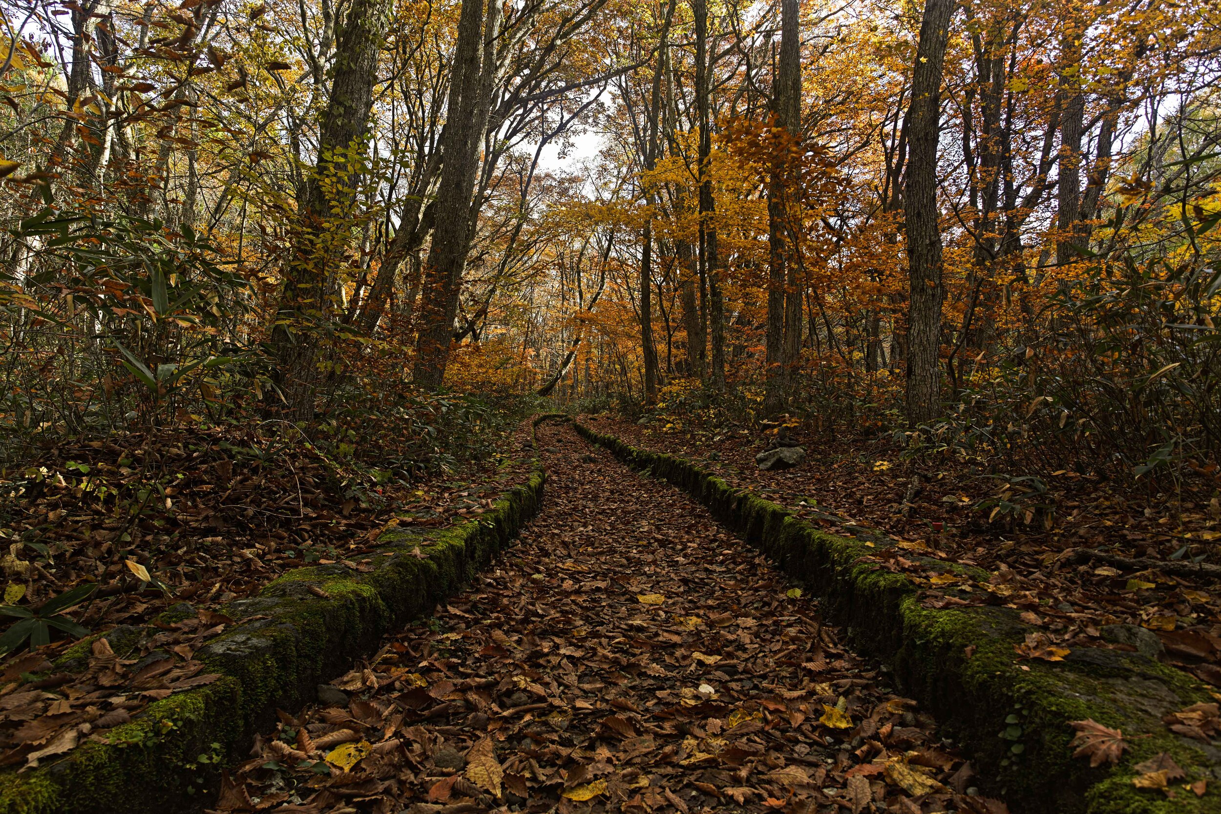 Autumn Welcome