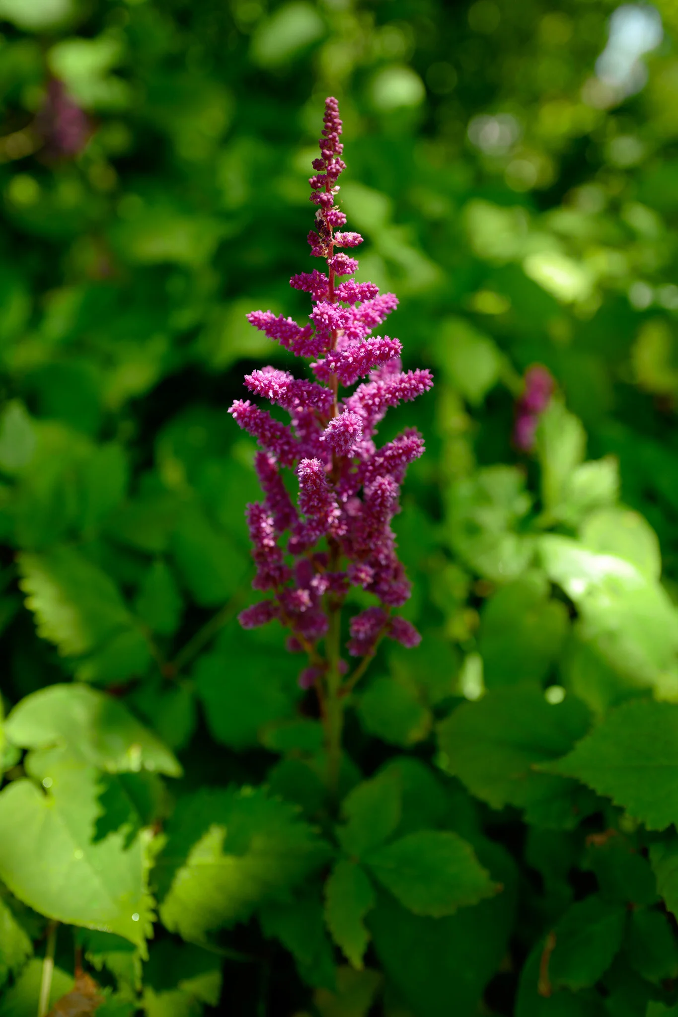 L1000522.jpg