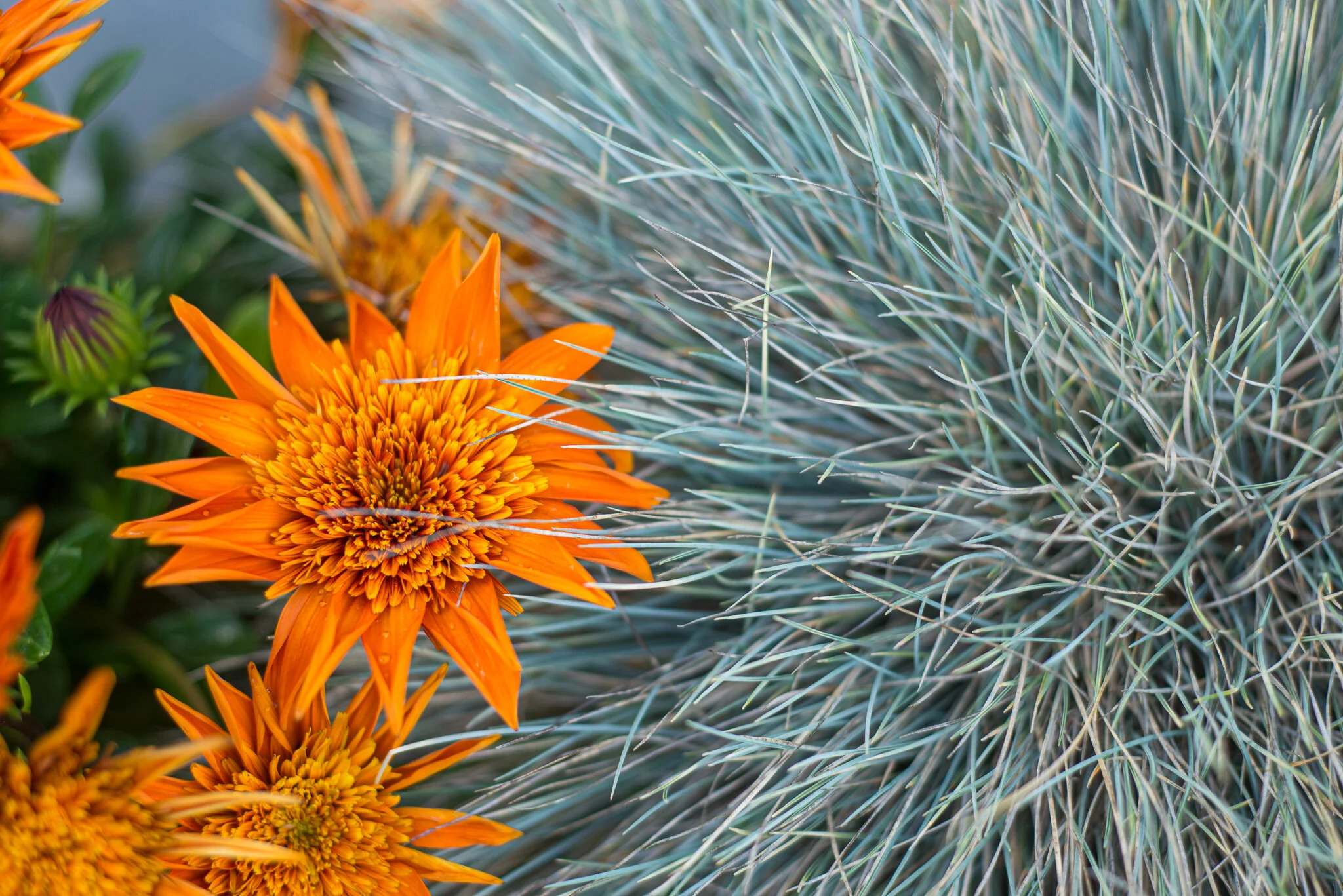DSC_9079.jpg