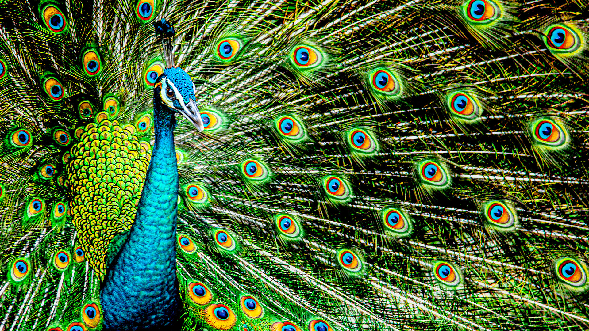 Peacock -  Kuala Lumpur, Malaysia 