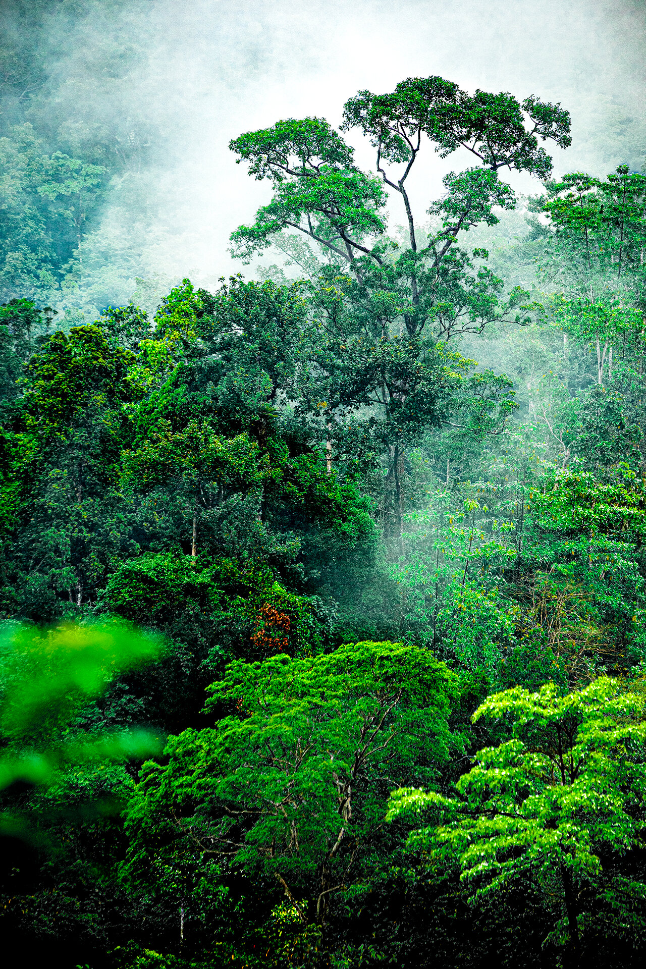 Primary Tropical Rainforest - Sinharaja Forest Reserve, Sri Lanka