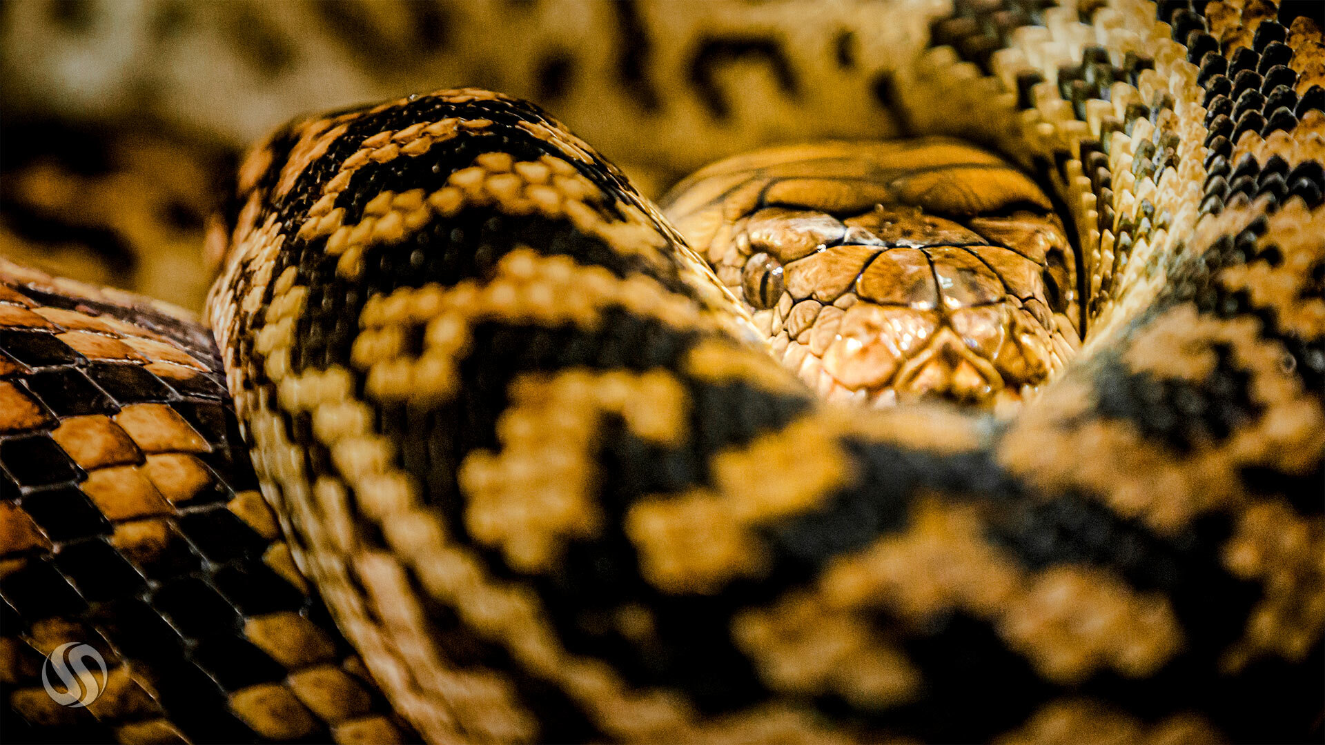 Kaa - Healesville Sanctuary, Victoria, Australia