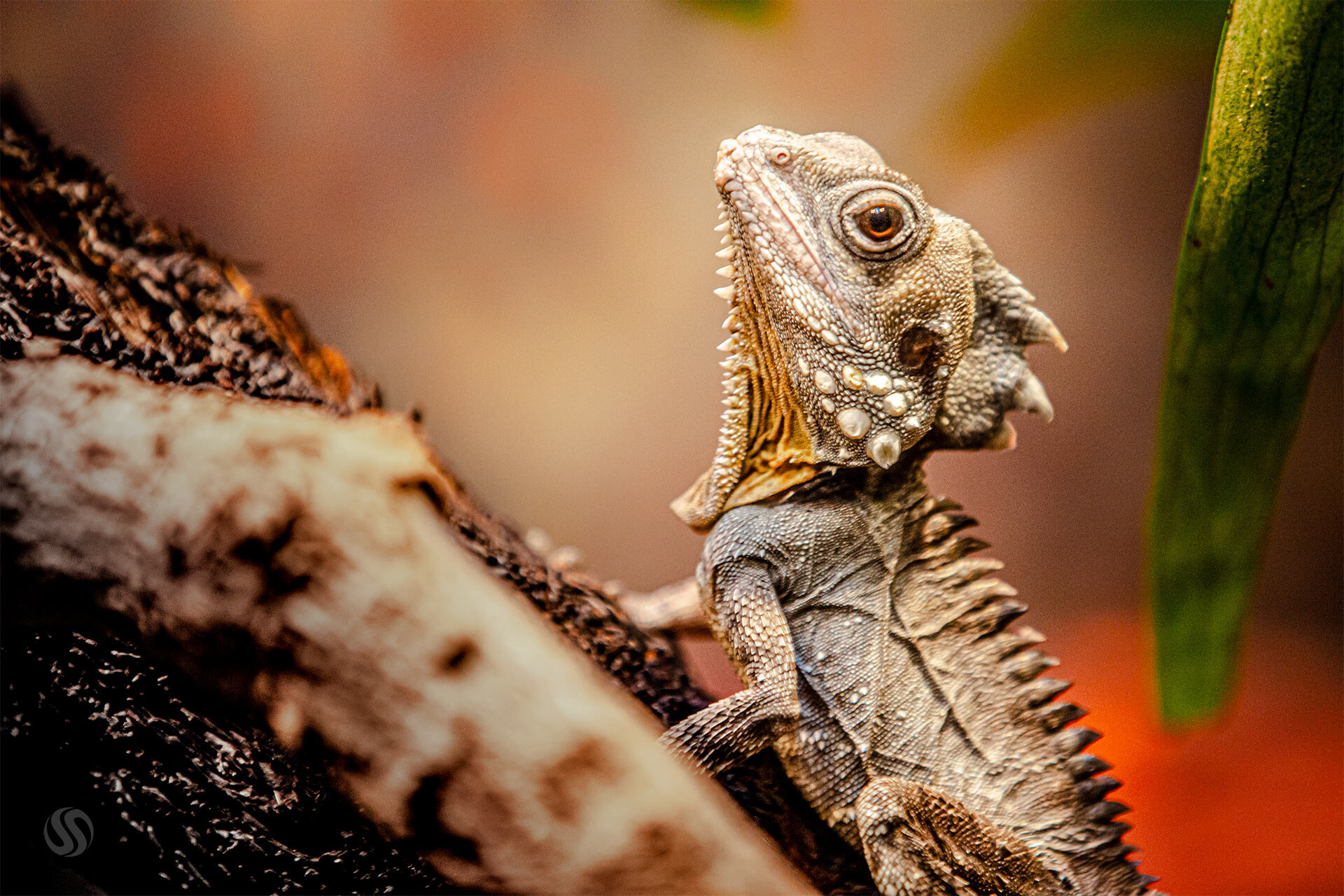 Lizard - Healesville Sanctuary, Victoria, Australia